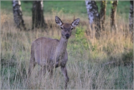 <p>JELEN LESNÍ (Cervus elaphus) obora /Red deer - Rothirsch/</p>